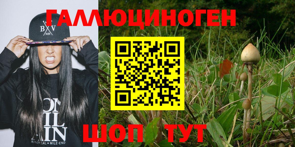 Псилоцибиновые грибы Psilocybe Иркутск
